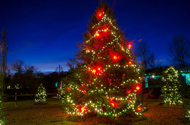 istock Outdoor Christmas Trees 636347338