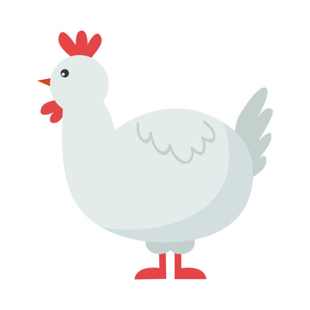 ilustraciones, imágenes clip art, dibujos animados e iconos de stock de lindo pájaro de dibujos animados de pollo. - chicken young bird animal egg baby chicken