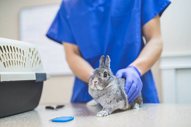 istock Male veterinarian holding a rabbit during a checkup 636351504