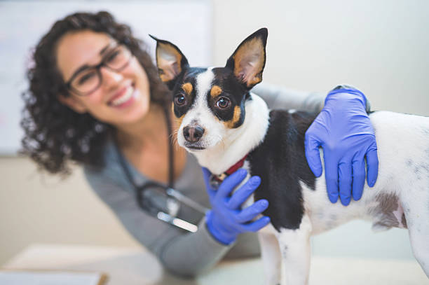 istock A female veterinarian is hugging a dog during a checkup 636351518