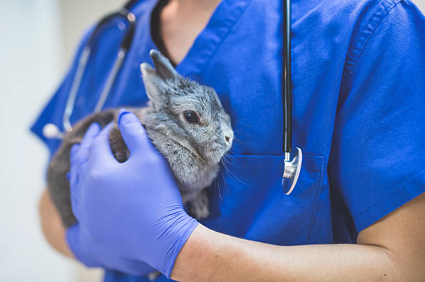 istock Male veterinarian holding a rabbit during a checkup 636351550