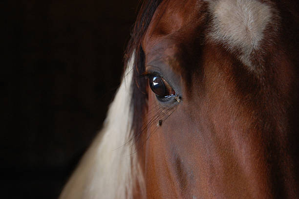 istock Paint horse eye detail 636352462