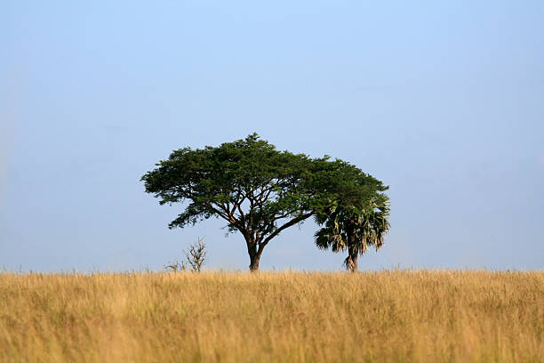 istock Savannah at Murchison Falls National Park Safari Reserve 636353572