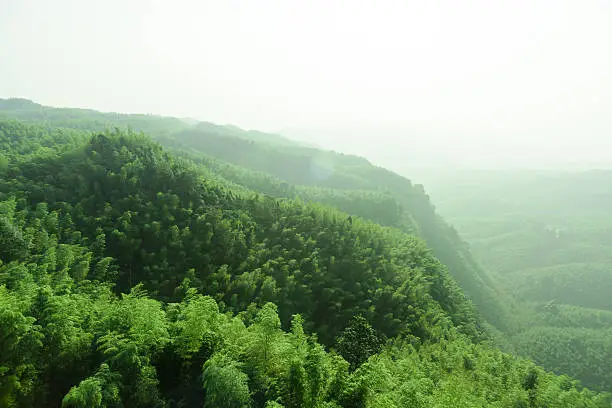 Shunan Bamboo Sea national park in yibin,Sichuan province,China