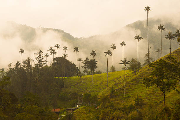 istock Tallest palm trees in the world in Cocora valley 636355310