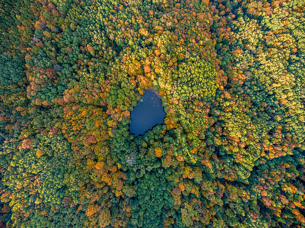 공중 상단 보기입니다. 가을 풍경. 야생 숲 호수. - forest pond landscaped water 뉴스 사진 이미지