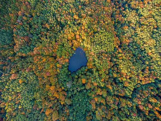 Aerial top view. Autumn  landscape. Wild forest lake. stock photo