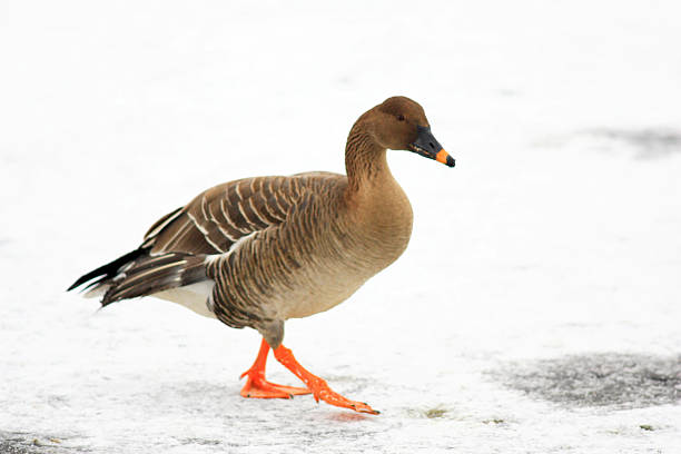 Tundra goose stock photo