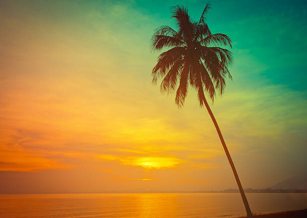 istock Silhouette coconut palm trees on beach at sunset. Vintage tone. 636361132