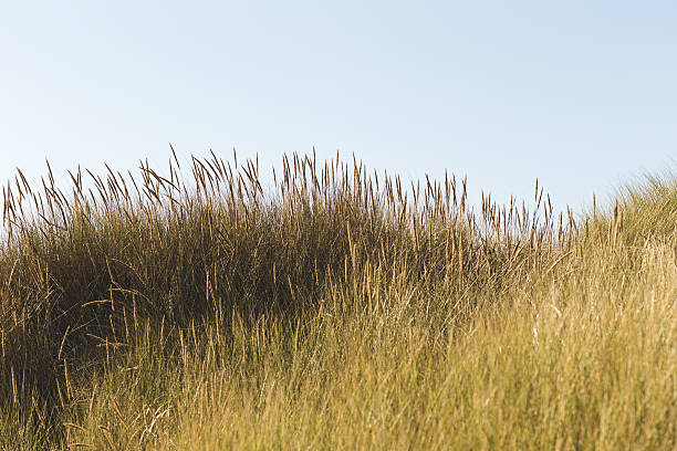 istock Wheat, grass, or barley on the coast 636364222
