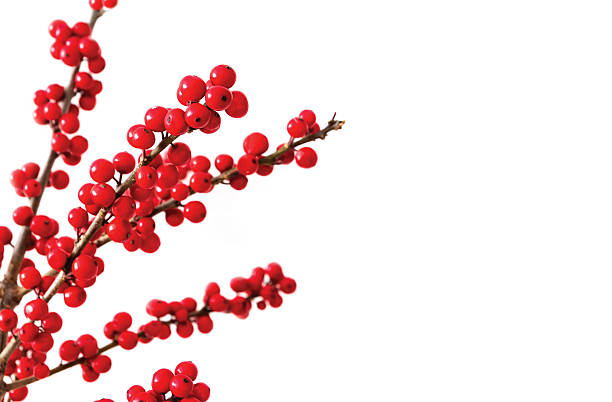 istock ilex verticillata or winterberry holly on white background 636364330