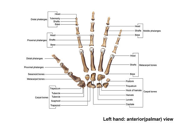 linke hand vorder (palmer) verstreute ansicht - pain the human body physical therapy human joint stock-fotos und bilder