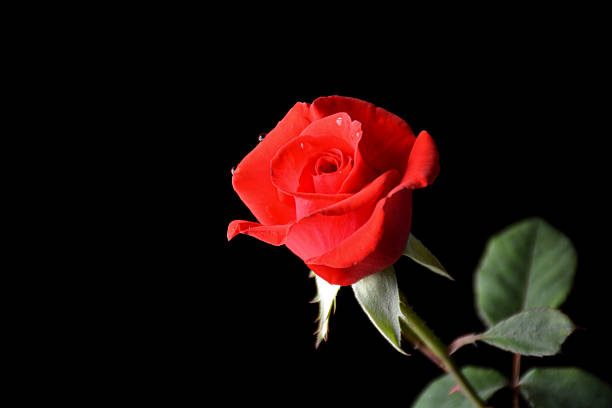 istock The red rose and calyx on black background color. 636365214