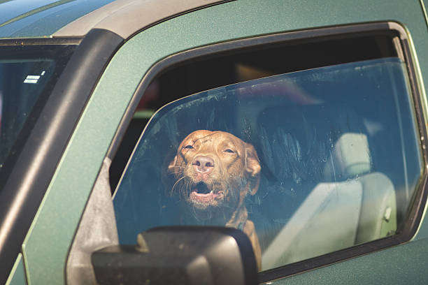 Dog barking in driver's seat stock photo