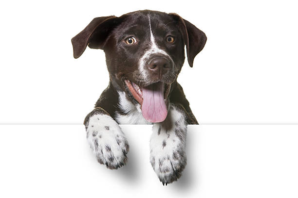 cute puppy with paws over white sign - puppy young animal dog labrador retriever imagens e fotografias de stock