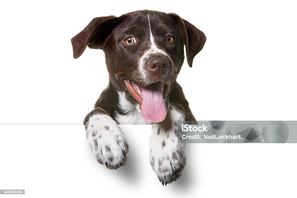 Cute Puppy with paws over white sign - Royalty-free Köpek Stok görsel
