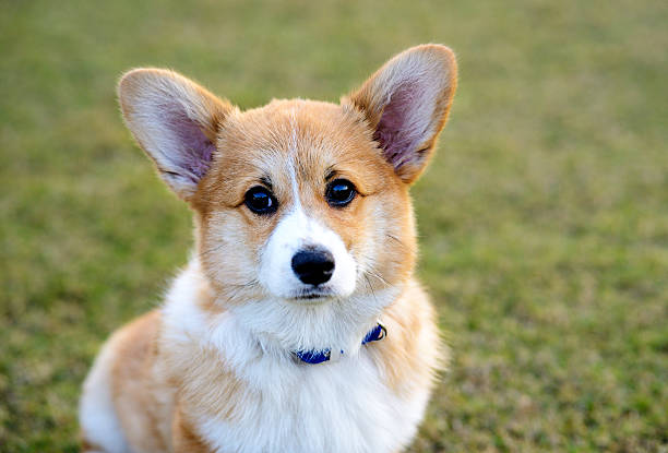 istock Welsh Corgi Pembroke dog sitting 636368184