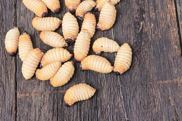 istock Sago beetle worm, Red palm weevil on the wooden floor 636370222