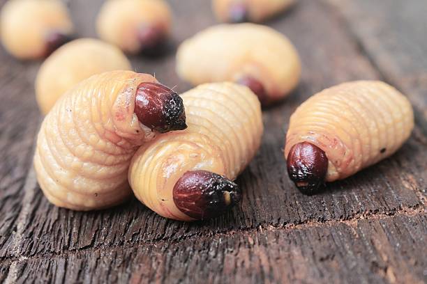 istock Sago beetle worm, Red palm weevil on the wooden floor 636370386