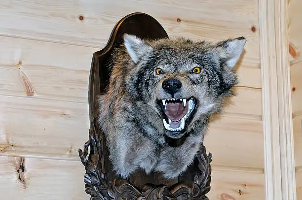 Photo of Taxidermy stuffed wolf's muzzle with bared mouth