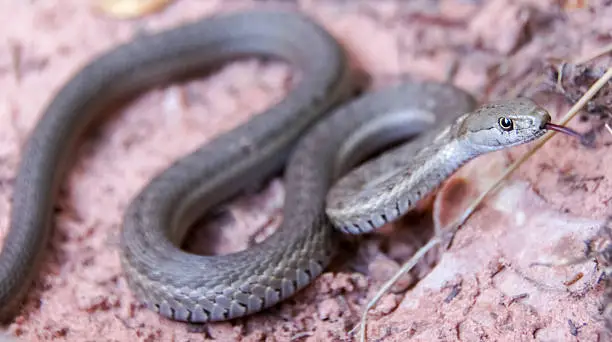 Western Terrestrial Garter Snake (Thamnophis elegans), Utah, USA. Snake extends forked tongue and takes on defensive posturing.