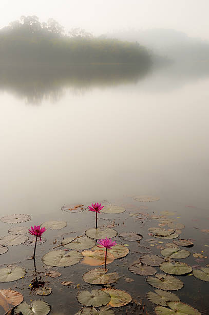 istock Water lily landscape with misty background. Native plants re-int 636371468
