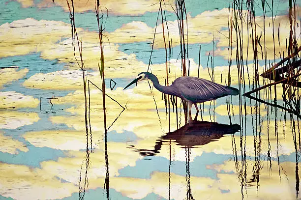 Reflection of clouds and an Australian White-faced Heron, Egretta novaehollandiae, wading through reeds and aerial mangrove roots in a river. Textured and filtered photo.