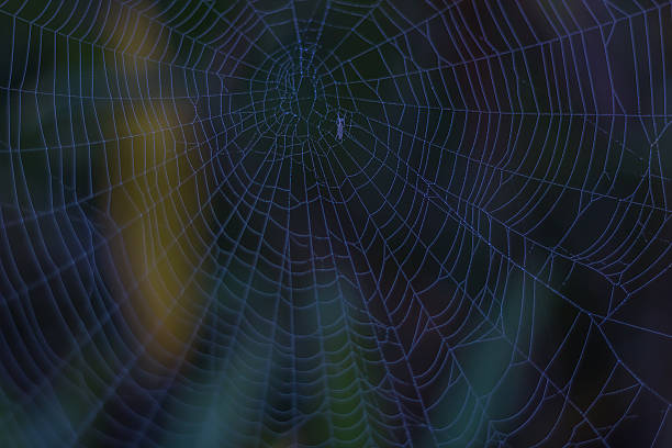 istock cobweb  in the middle of blurred natural background , sunlit 636373384