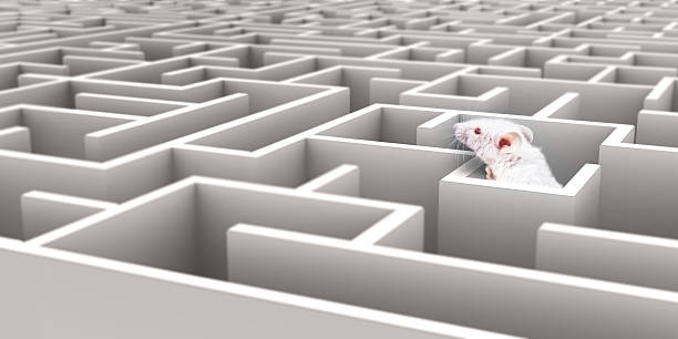 istock White Mouse in White maze looking over walls 636373812