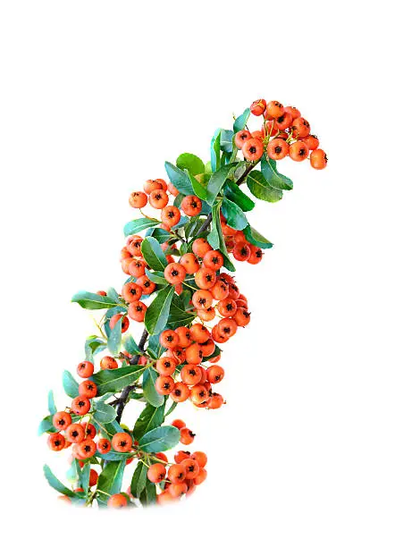 Redberries, Rowan branch isolated on white background.