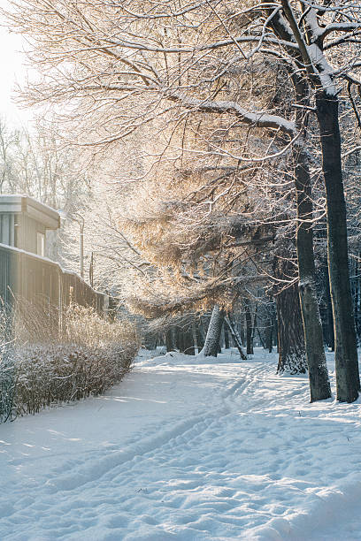 istock Cold winter morning in snowy park. 636374082