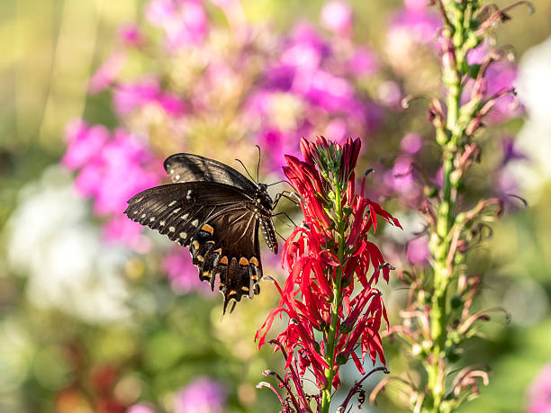 istock Eastern tiger swallowtail, Papilio glaucus 636374366
