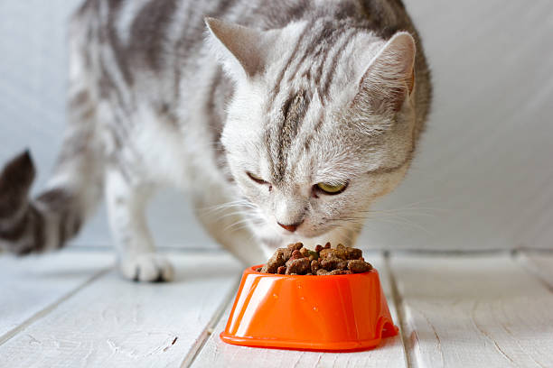 istock Grey cat eating food from orange cat bowl. 636374446