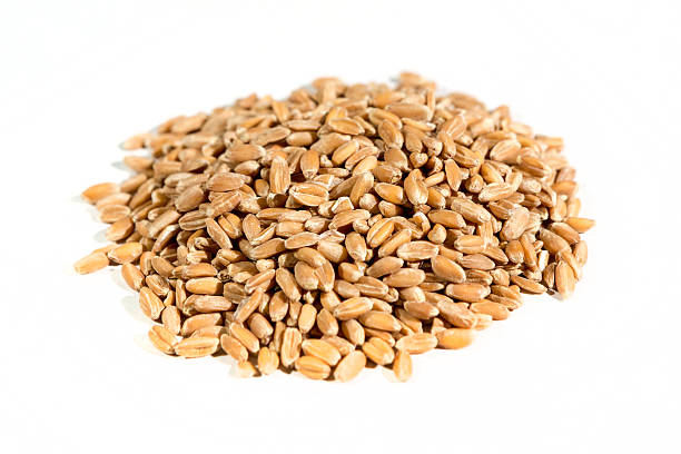 istock Organic spelt  grains isolated on white 636374476