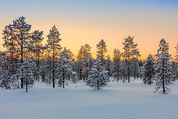 istock Winter forest at sundown tine, trees and snow 636377116