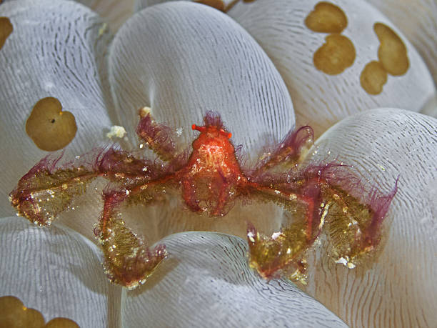 Orangutan Crab, Orang-Utan Krabbe (Achaeus japonicus) Underwater close up photography of an orangutan crab on a bubble coral. achaeus japonicus stock pictures, royalty-free photos & images