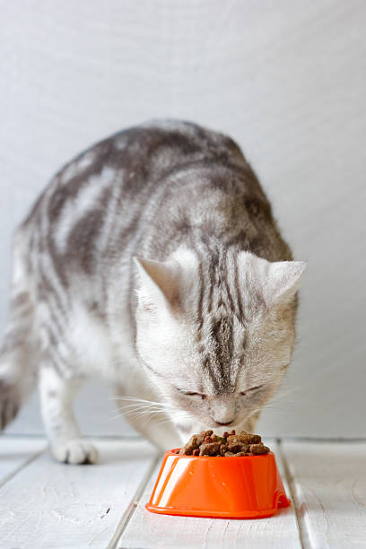 istock Grey cat eating food from orange cat bowl. 636377978