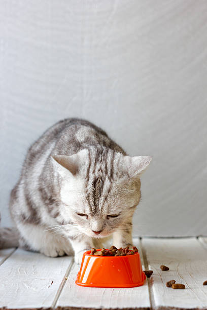 istock Grey cat eating food from orange cat bowl. 636377980
