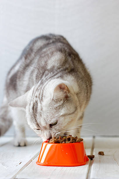 istock Grey cat eating food from orange cat bowl. 636377990