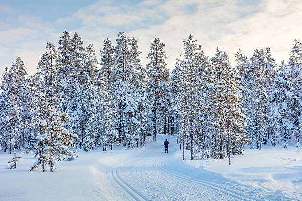 istock Skiing trail in beautiful winter forest 636378786