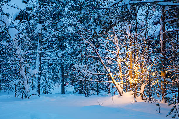 istock Christmas tree with garland lights in snowy winter forest 636378846