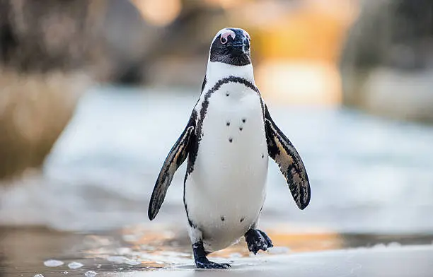Photo of African penguin