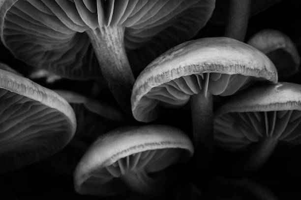 istock Group of fungi shot from underneath. 636383910