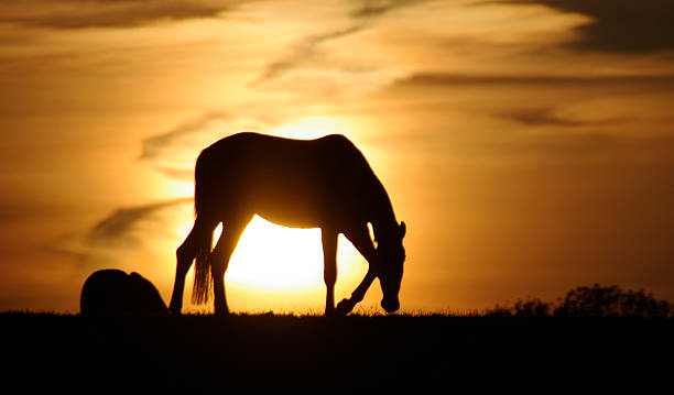 istock Grazing horse in silhouette 636384368