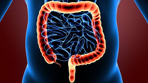 istock 3d illustration human body large intestine 636384798