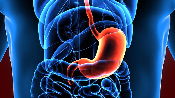 istock 3d illustration human body stomach 636385084