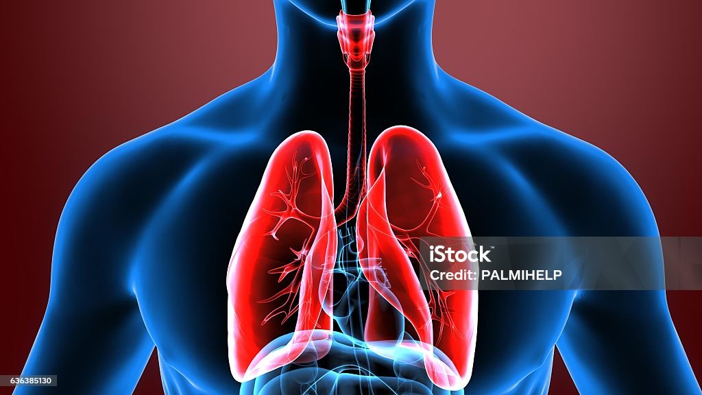 3d Illustration Human Body Lungs Stock Photo Biology Diagrams