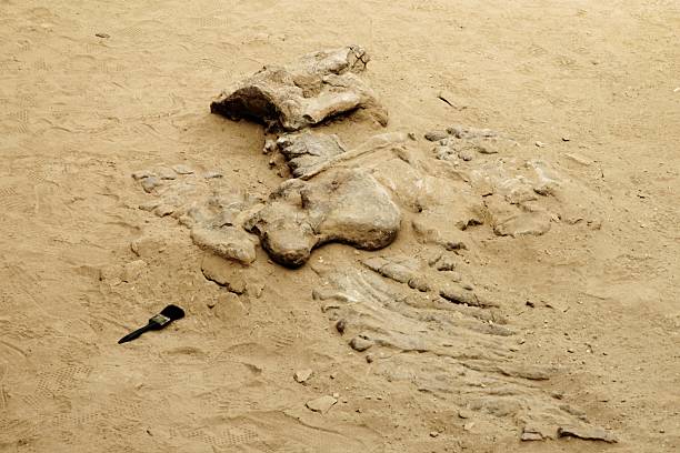 istock Dinosaur bones in the nature reserve Ischigualasto 636385404