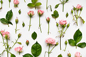 Pattern with pink roses on white background. Flat lay