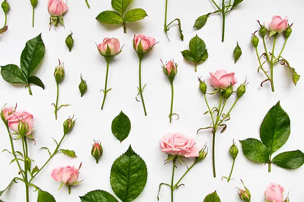 Photo of Pattern with pink roses on white background. Flat lay